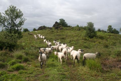 Pâturage sur la Lande du Cluzeau