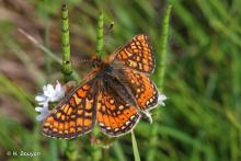 Damier de la succise