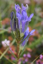 Gentiane pneumonanthe