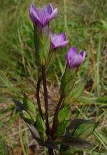 Gentiane champêtre